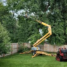 Best Storm Damage Tree Cleanup  in Waterville, OH